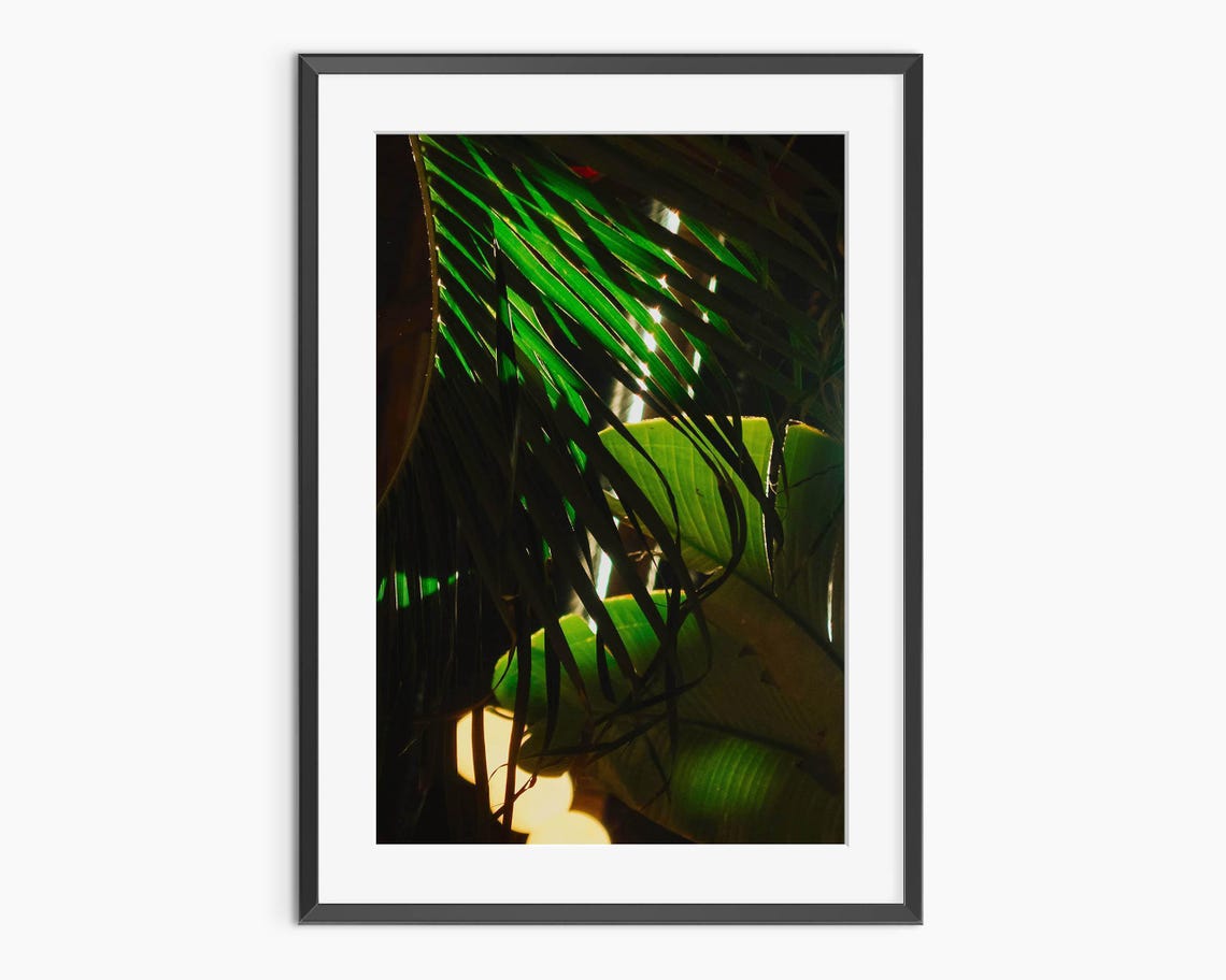 Palm Leaves Backlit Dark Tropical Moody Botanical Photography Poster