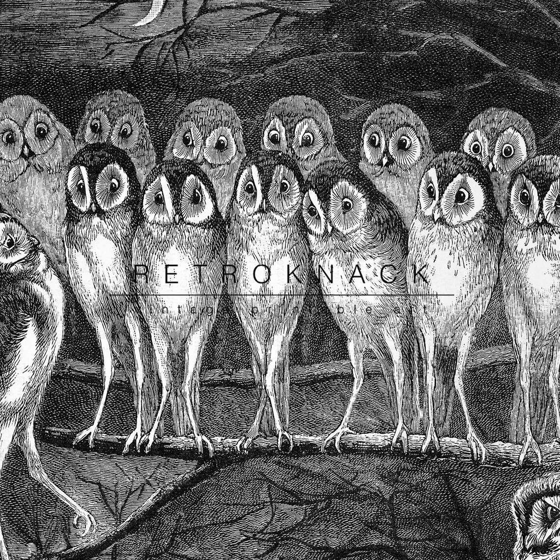 Louis Wain Jury of Owls Night Branch Black White Illustration Print - Image 2