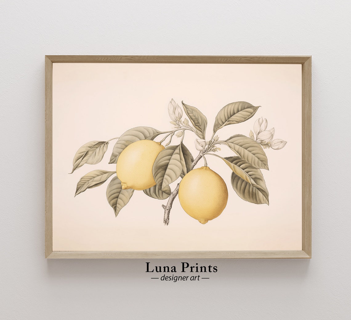 Lemon Branch Vintage Botanical Illustration Cream Blossom Poster