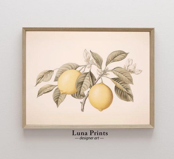 Lemon Botanical Print Art Vintage Fruit Illustration