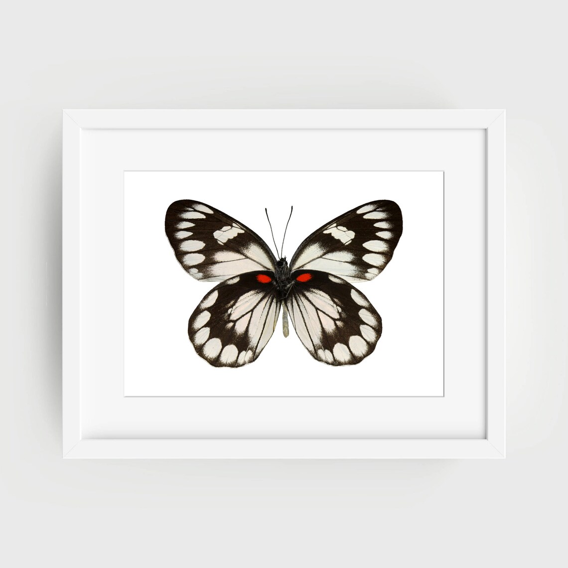 Black and White Butterfly with Red Spots Vintage Insect Art Poster - Image 2