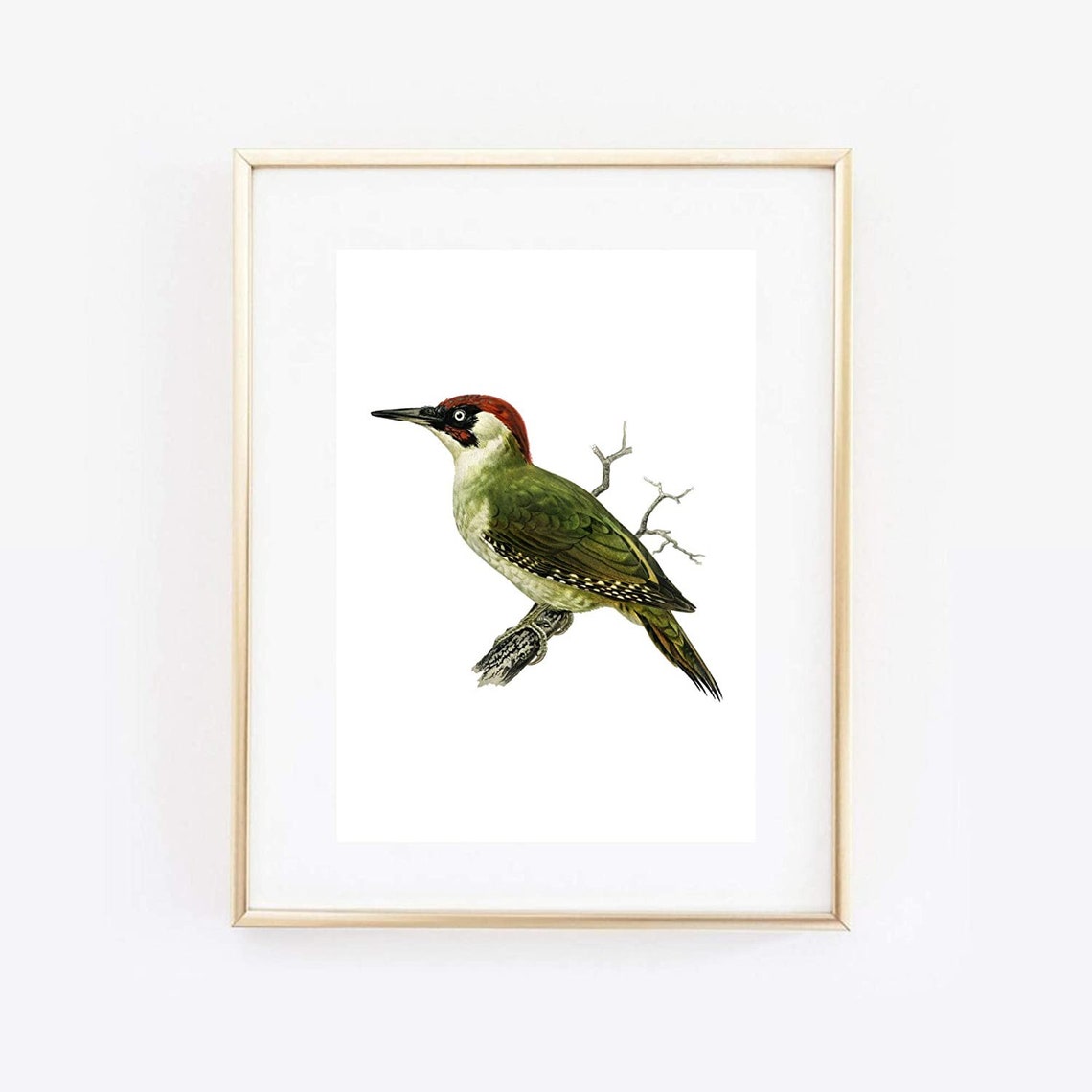 Green Woodpecker Vintage Bird Illustration Naturalist Retro Wall Art
