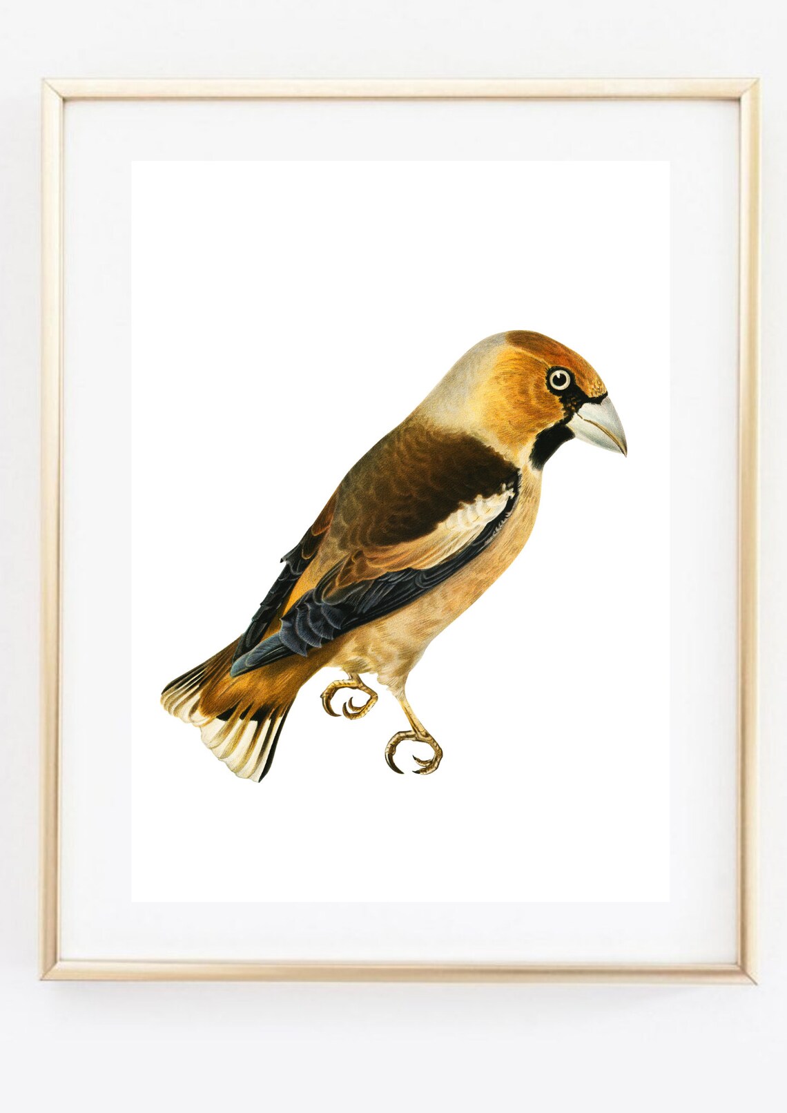 Hawfinch Bird Vintage Ornithology Illustration Wildlife Art Print - Image 2