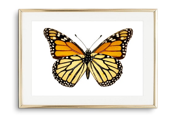 Din A4 Art Print Without Frame Large Butterfly Monarch Orange Butterfly Nature Retro Vintage Print Poster Image