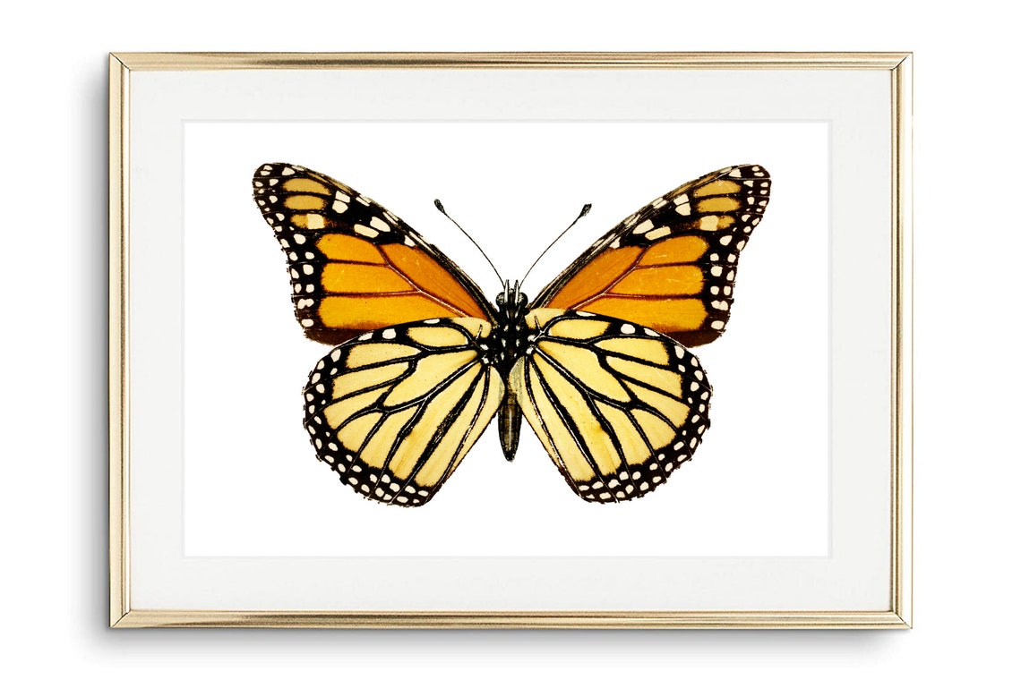 Din A4 Art Print Without Frame Large Butterfly Monarch Orange Butterfly Nature Retro Vintage Print Poster Image
