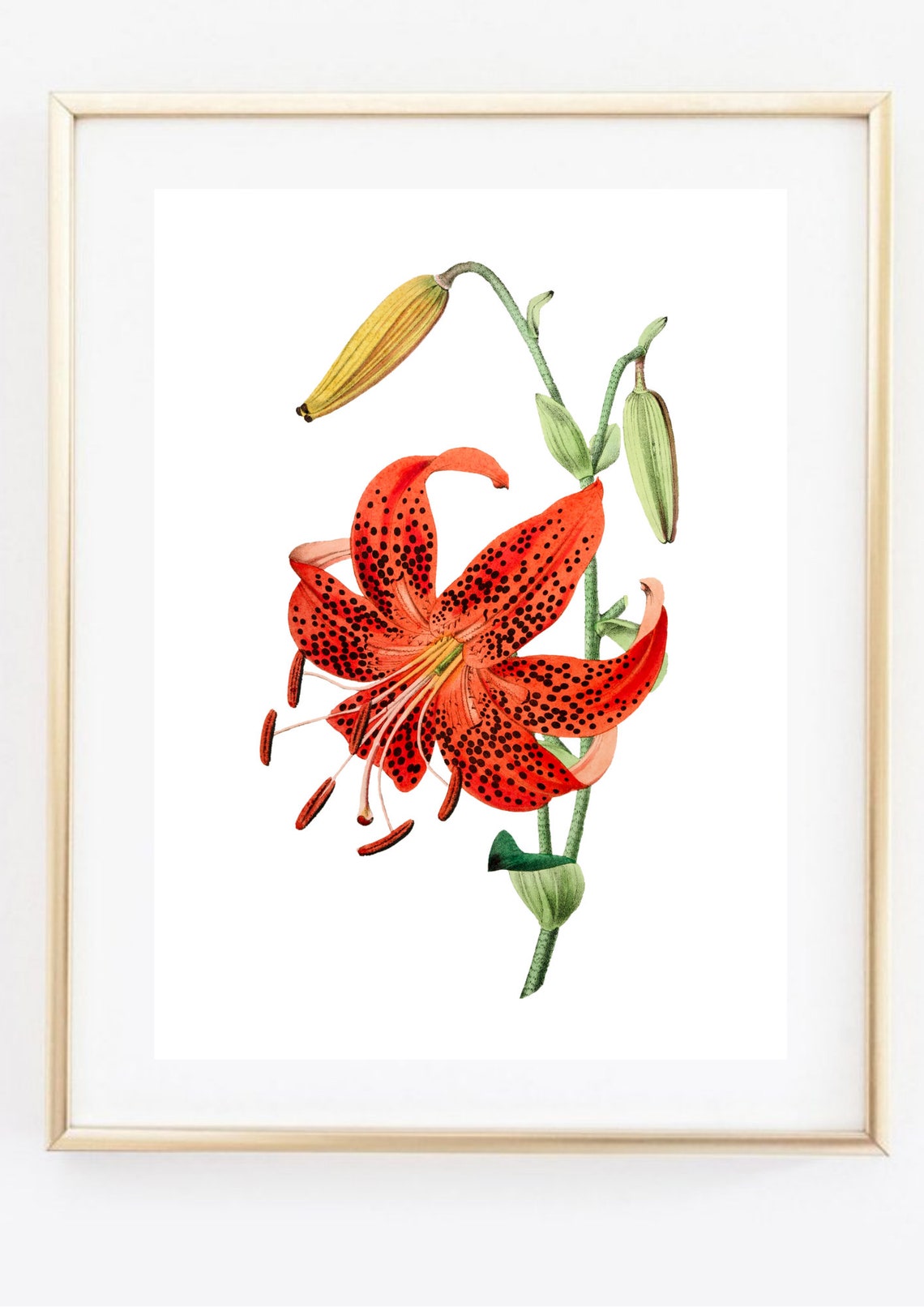 Red Tiger Lily Spotted Bloom Vintage Botanical Illustration Wall Art