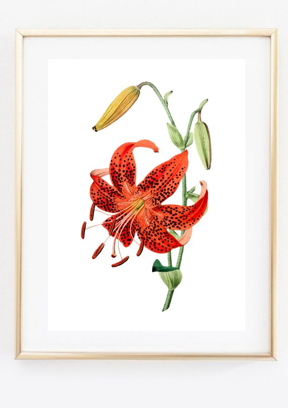 Red Tiger Lily Spotted Bloom Vintage Botanical Illustration Wall Art