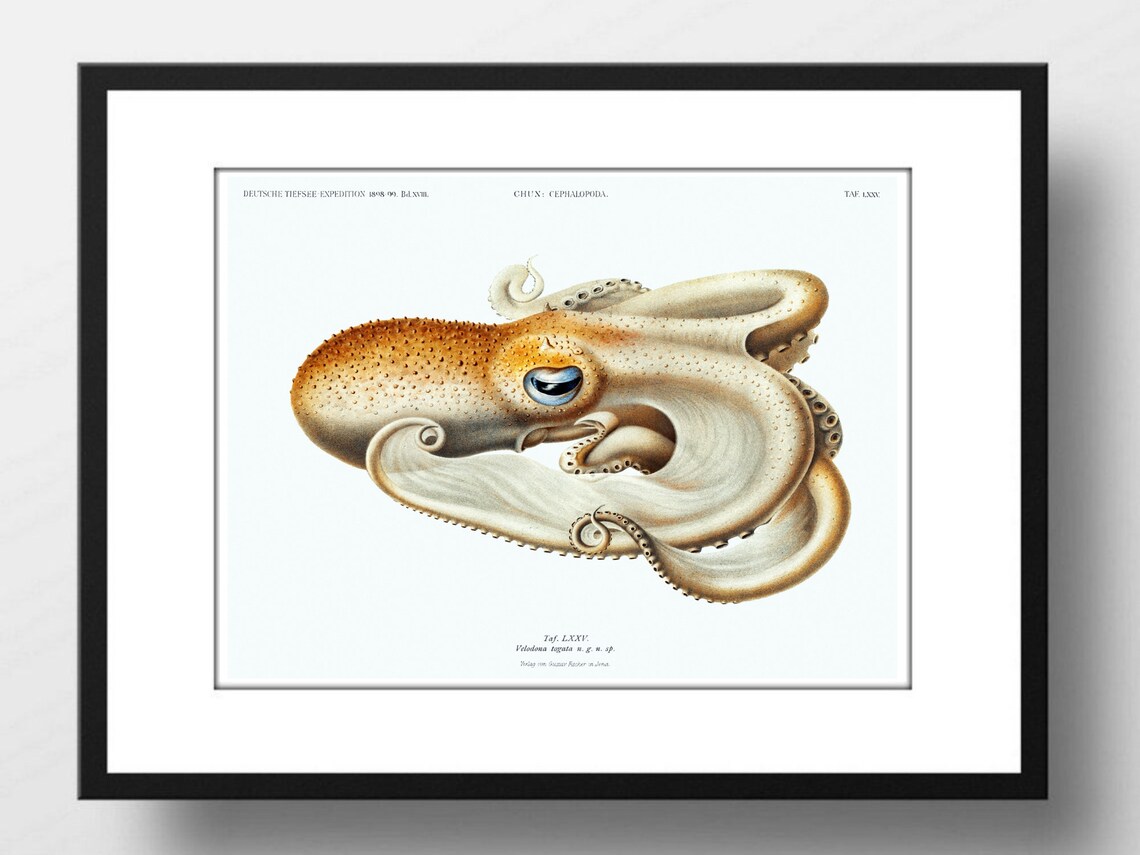 Art Print Din A4 Octopus Octopus Octopus Squid Vintage Retro Gift Print Poster Picture Without Frame - Image 2
