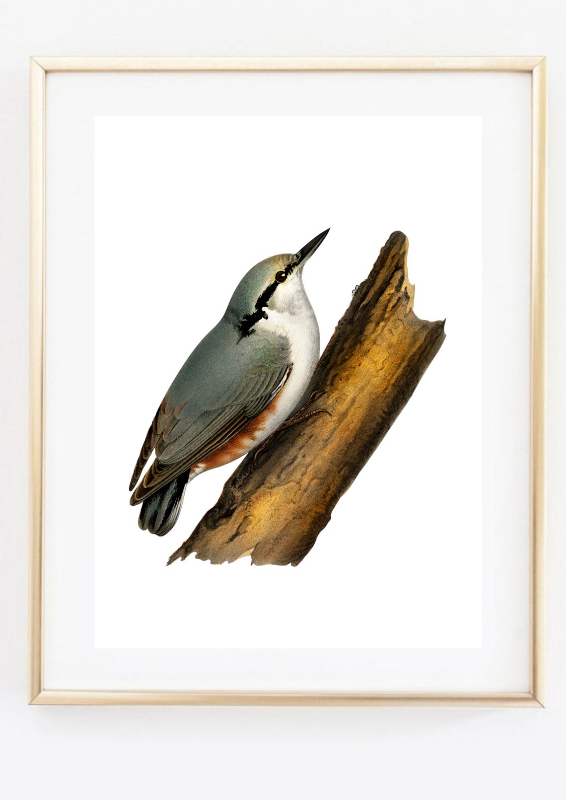 Eurasian Nuthatch Bird Vintage Natural History Illustration Poster - Image 2