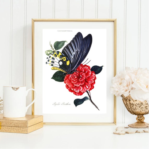 Din A4 Art Print Unframed Butterfly Display Board Antique Retro Rose Flowers Red Country House Romance Nature Picture Poster Gift