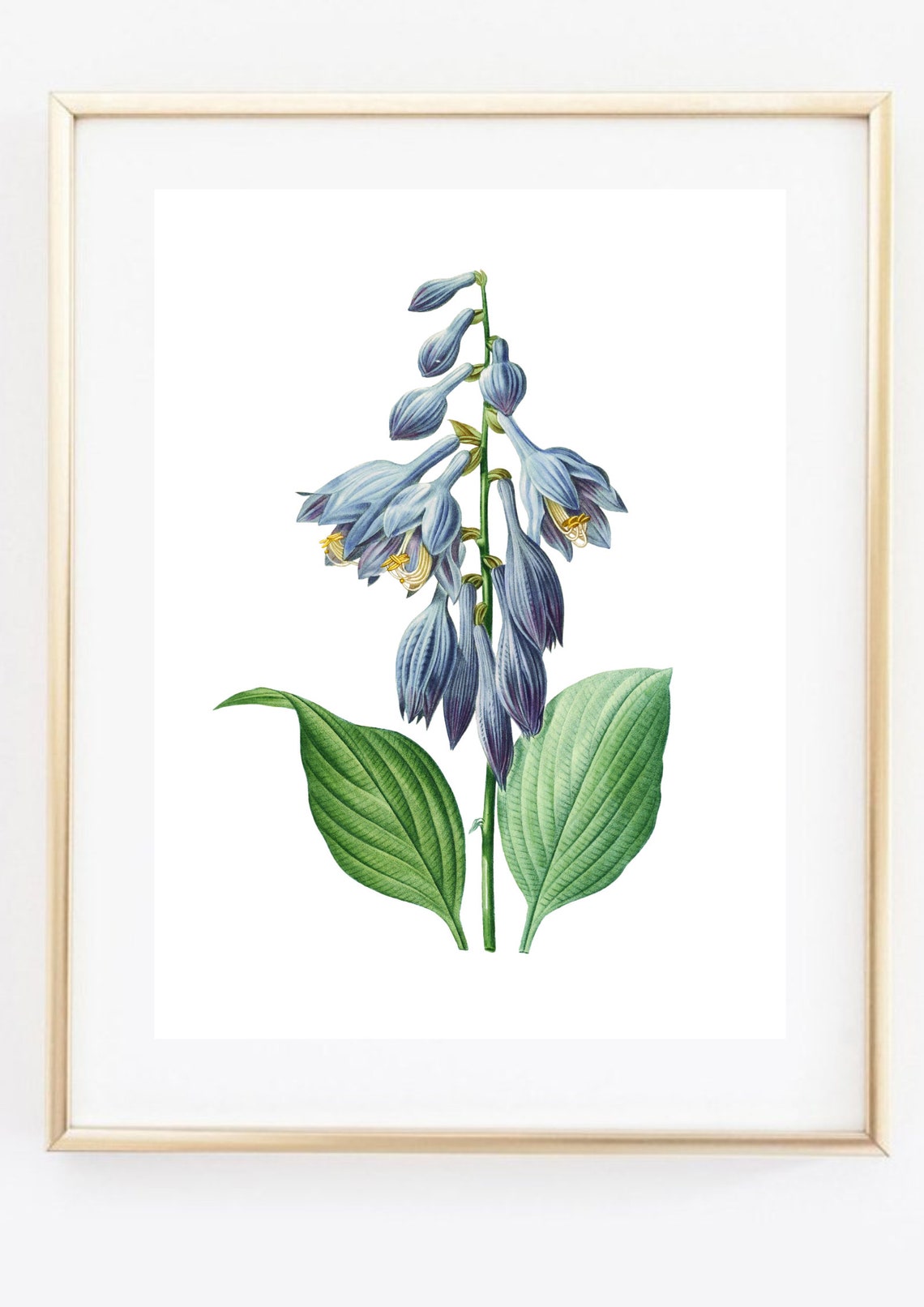 Hosta Blue Flower Botanical Illustration Garden Plant Art Print - Image 2