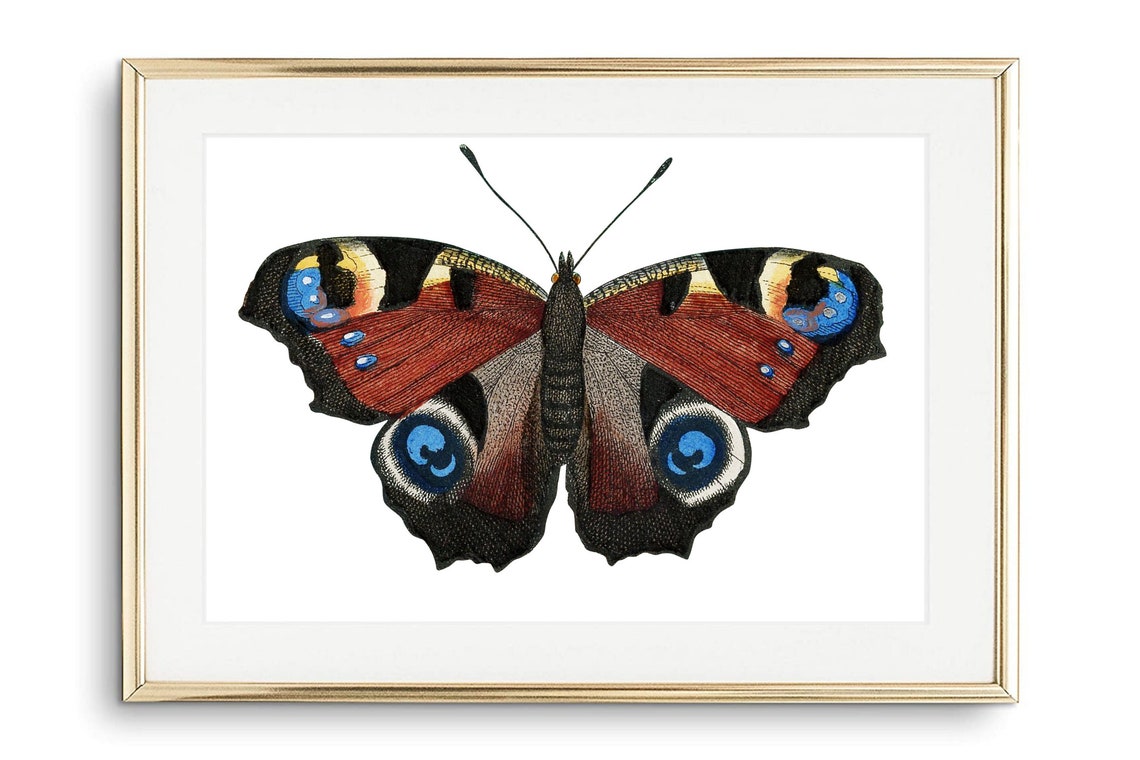 Peacock Butterfly Vintage Engraving Natural History Insect Wall Print