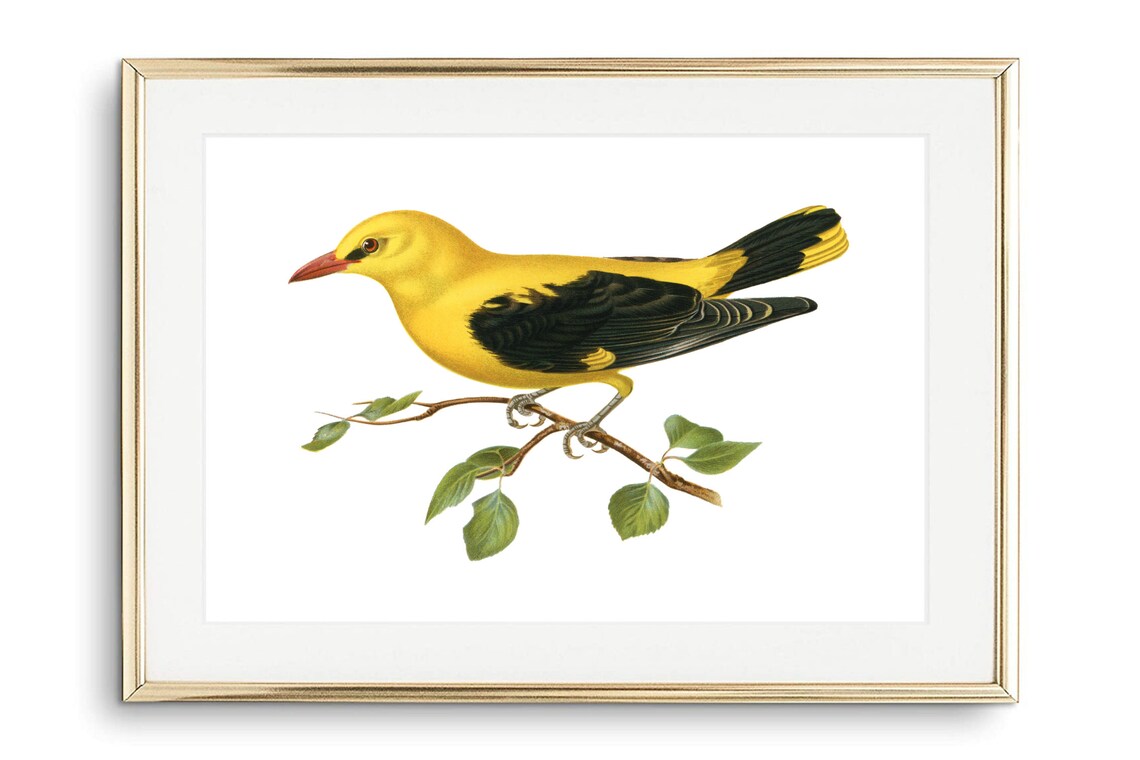 Golden Oriole Vintage Ornithology Illustration Yellow Bird Art Print