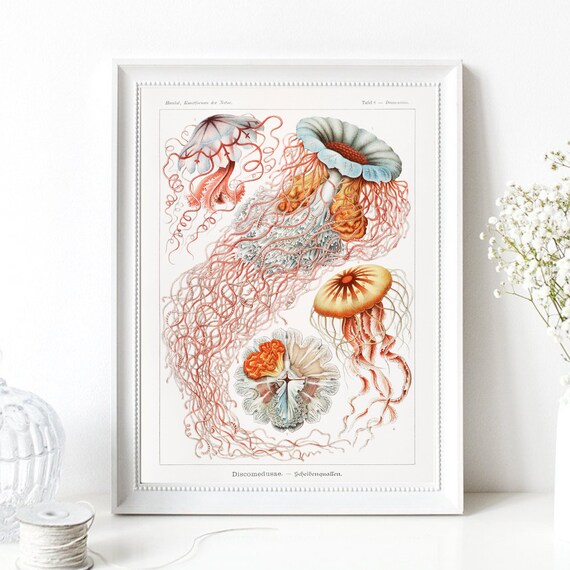Din A4 Art Print Without Frame Jellyfish Haeckel Art Forms Of Nature Jellyfish Retro Vintage Maritime Ocean Print Poster Image