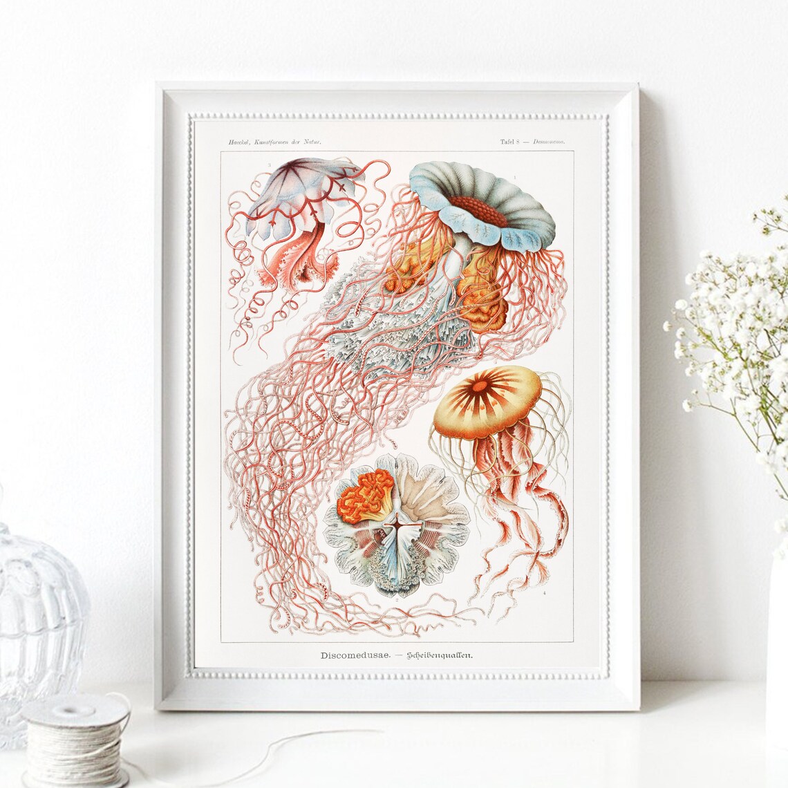 Haeckel Jellyfish Discomedusae Vintage Marine Biology Art Poster
