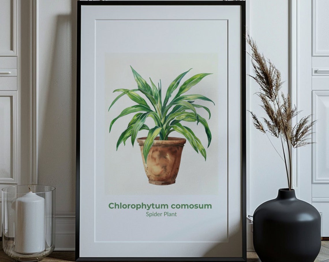 Spider Plant Chlorophytum Comosum Leaves Watercolor Botanical Poster