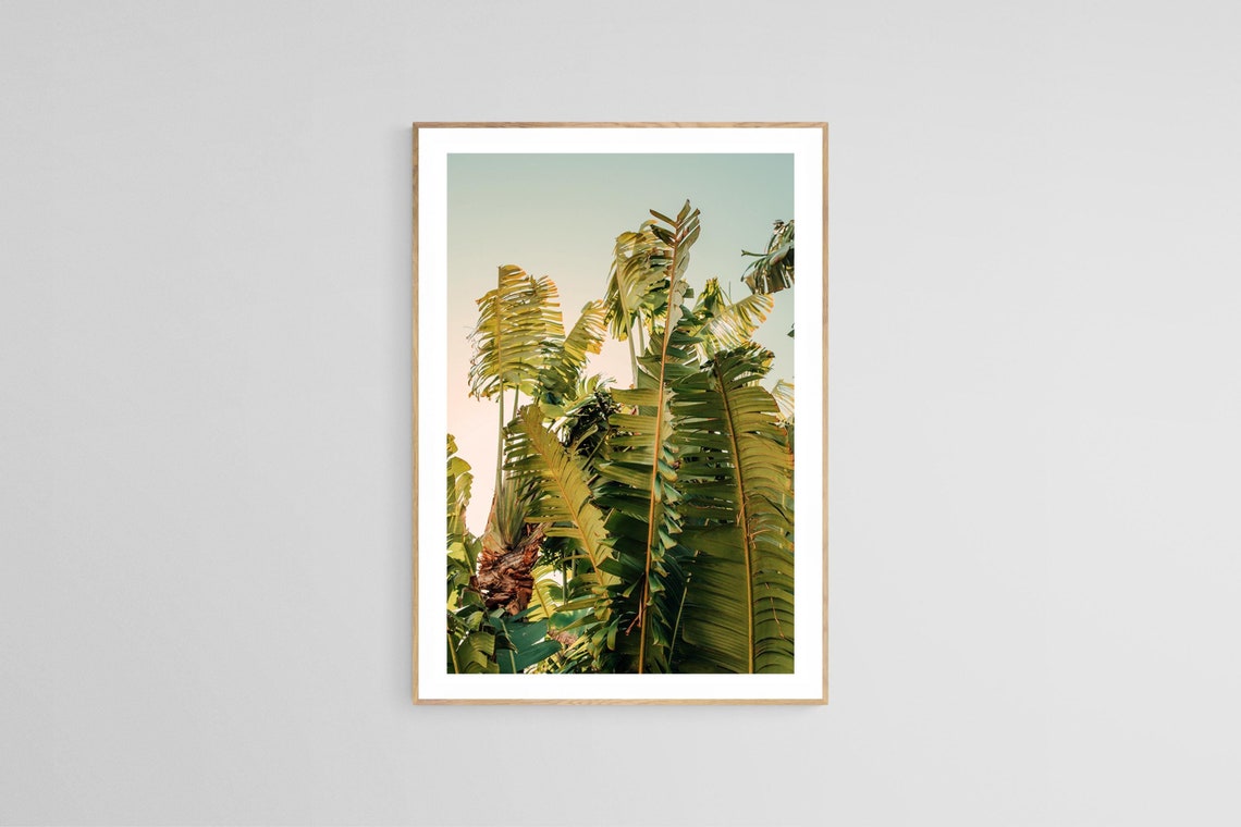 Tropical Botanical Photograph, Palm Tree Art