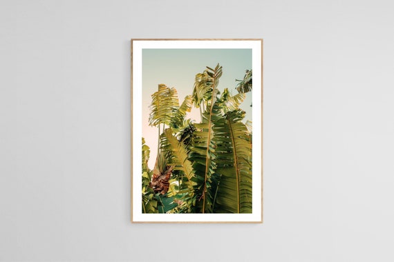 Tropical Botanical Photograph, Palm Tree Art