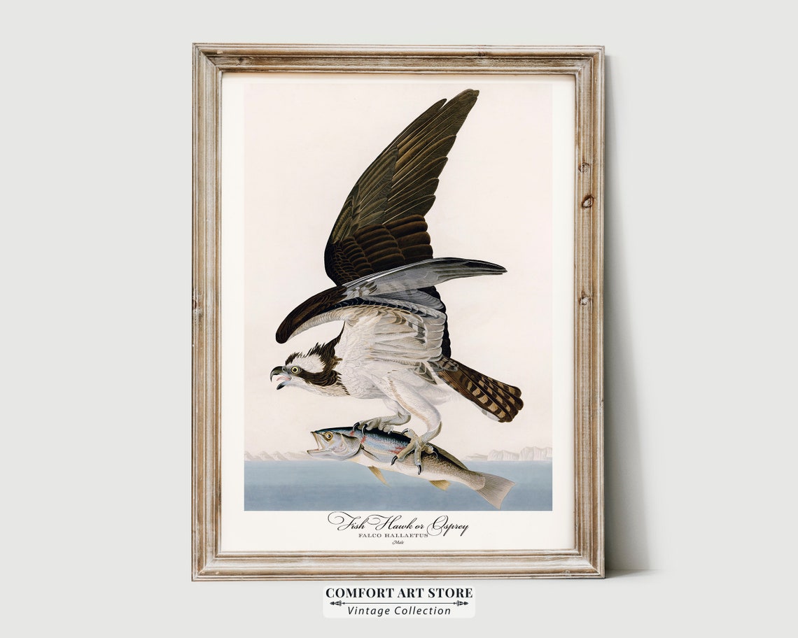 Fish Hawk Osprey Carrying a Fish Vintage Bird Plate Style Poster