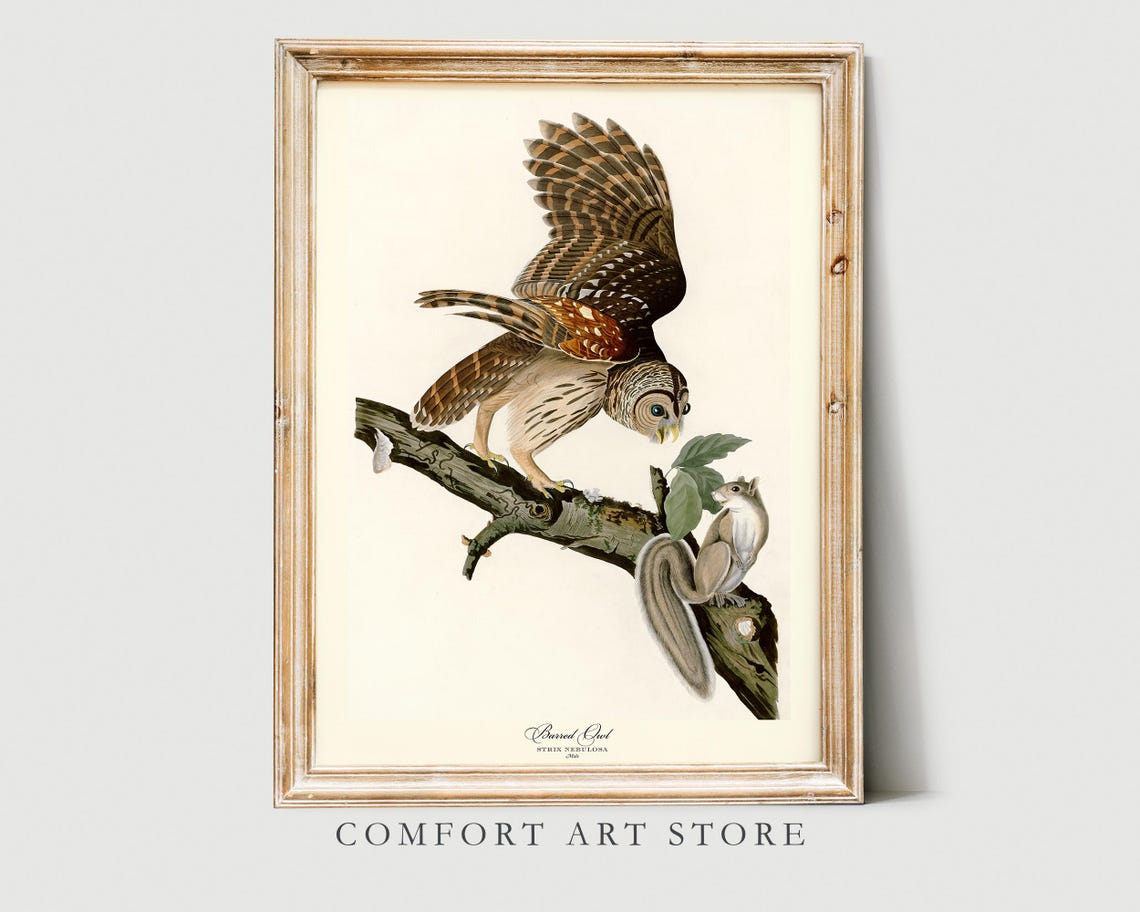 Barred Owl With Squirrel Vintage Audubon Bird Engraving Poster