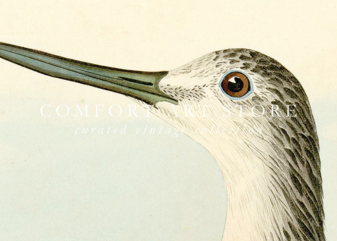 Greenshank Shorebird Vintage Naturalist Bird Plate Style Poster - Image 6