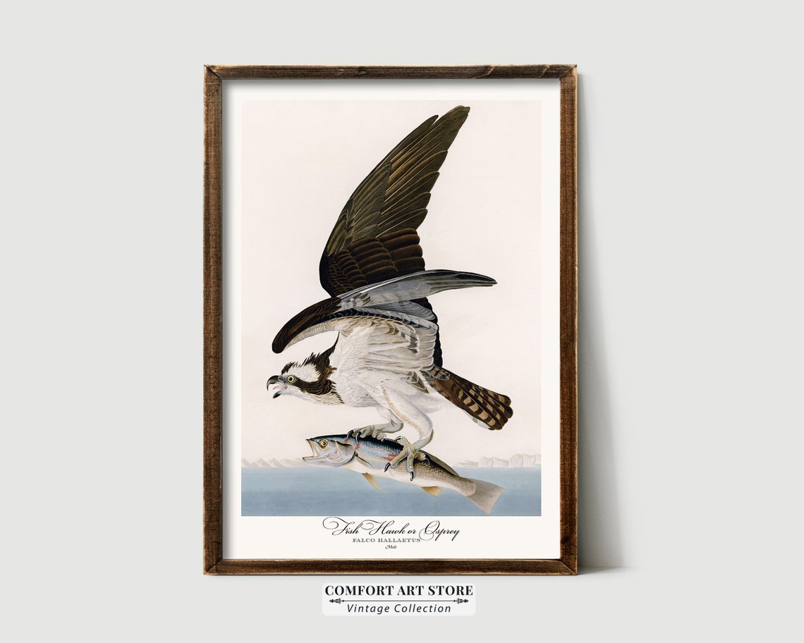 Fish Hawk Osprey Carrying a Fish Vintage Bird Plate Style Poster - Image 8