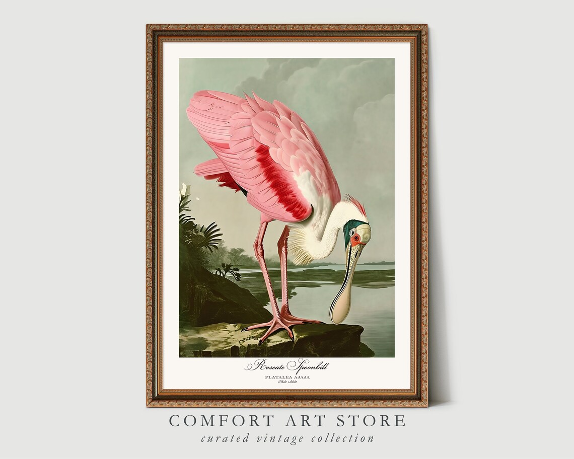 Audubon Style Bird Print Set, Vintage Wildlife Poster - Image 3