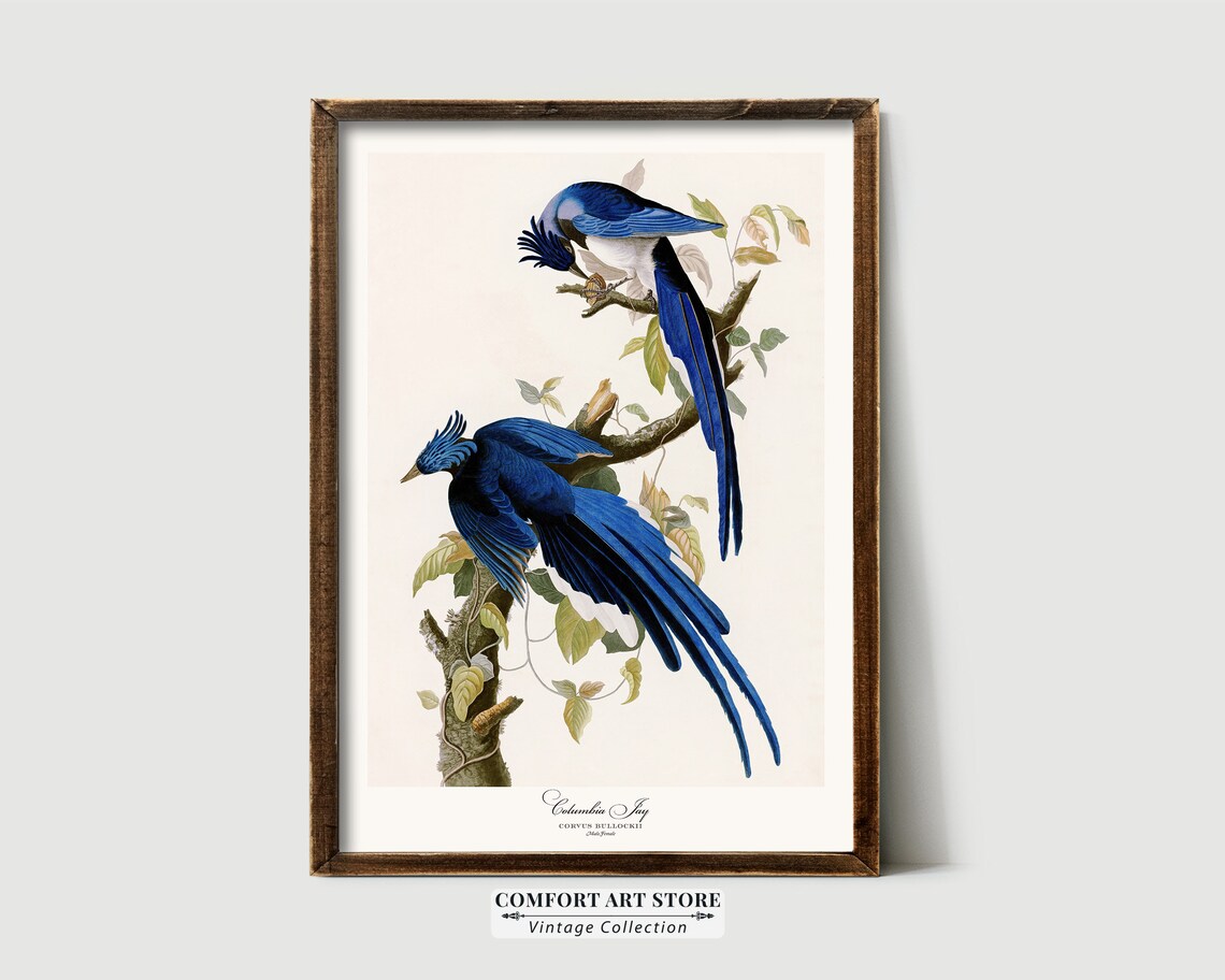Audubon Columbia Jay Vintage Bird Illustration Print Antique Wall Art - Image 3
