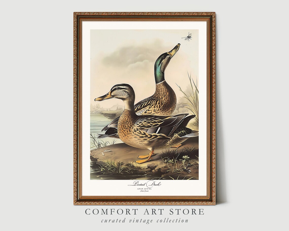 Audubon Style Pintail Duck Bird Print Poster - Image 6