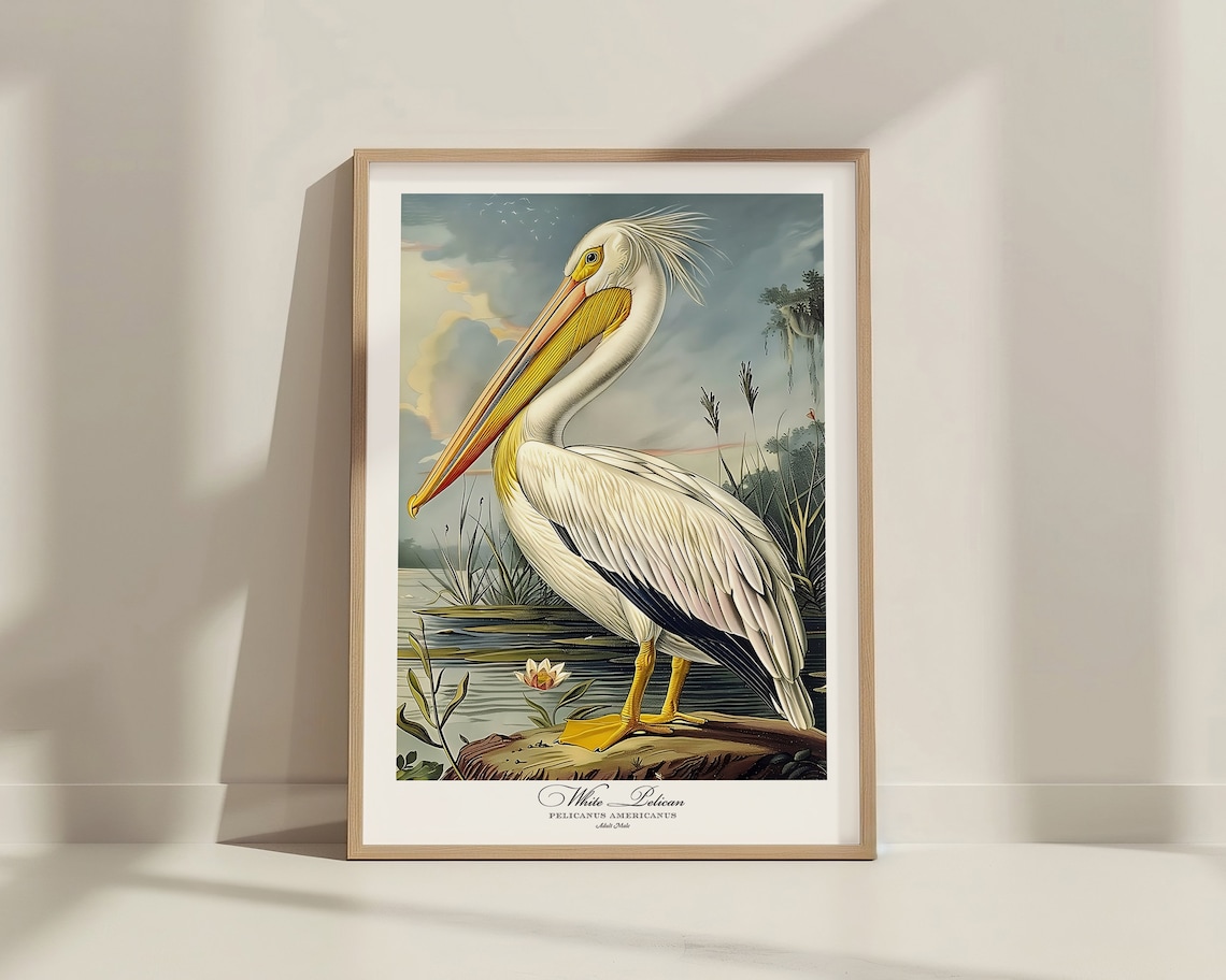 White Pelican Audubon Style Vintage Bird Art Gallery Wall Poster - Image 5