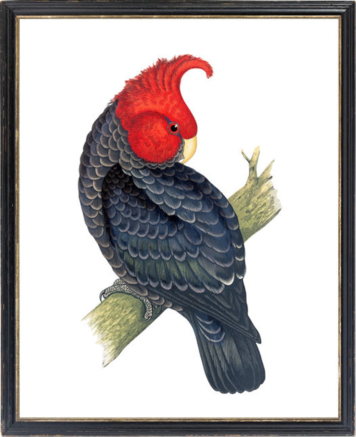 Red Headed Cockatoo Vintage Illustration Black Parrot Bird Poster - Image 3