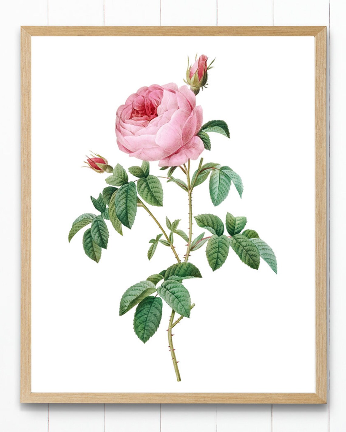 Pink Cabbage Rose Vintage Botanical Art Print - Image 4