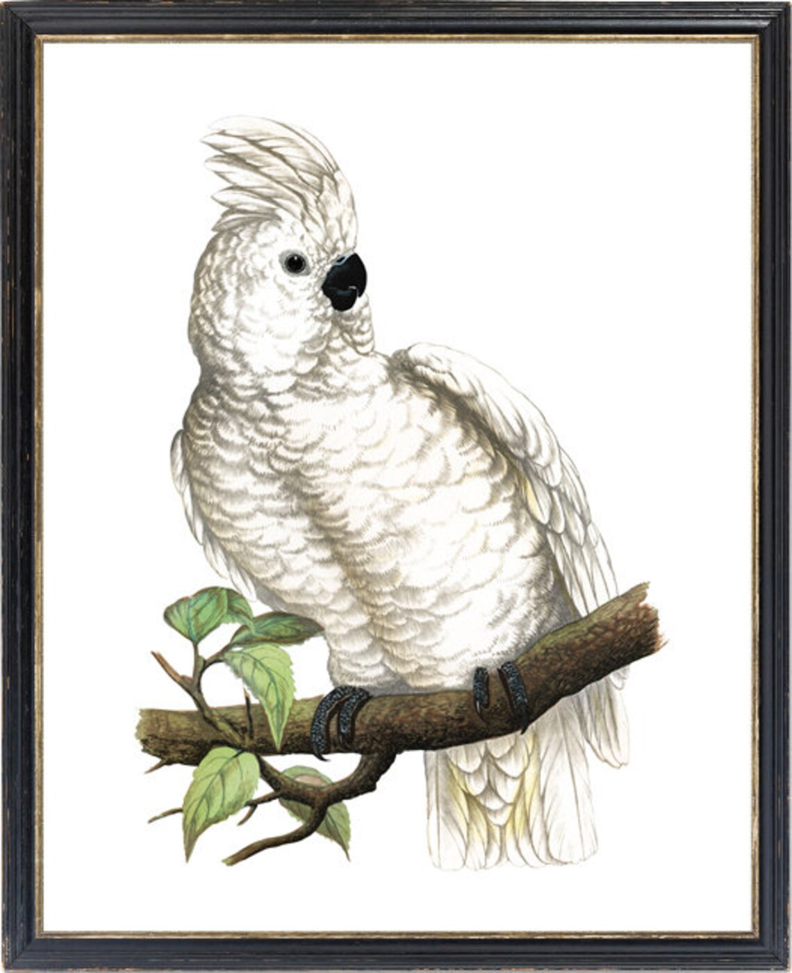 White Crested Cockatoo Vintage Naturalist Parrot Illustration Poster - Image 3