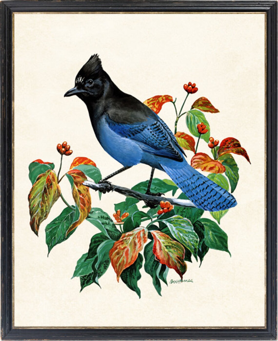 Stellers Jay Vintage Illustration Art Print - Image 4