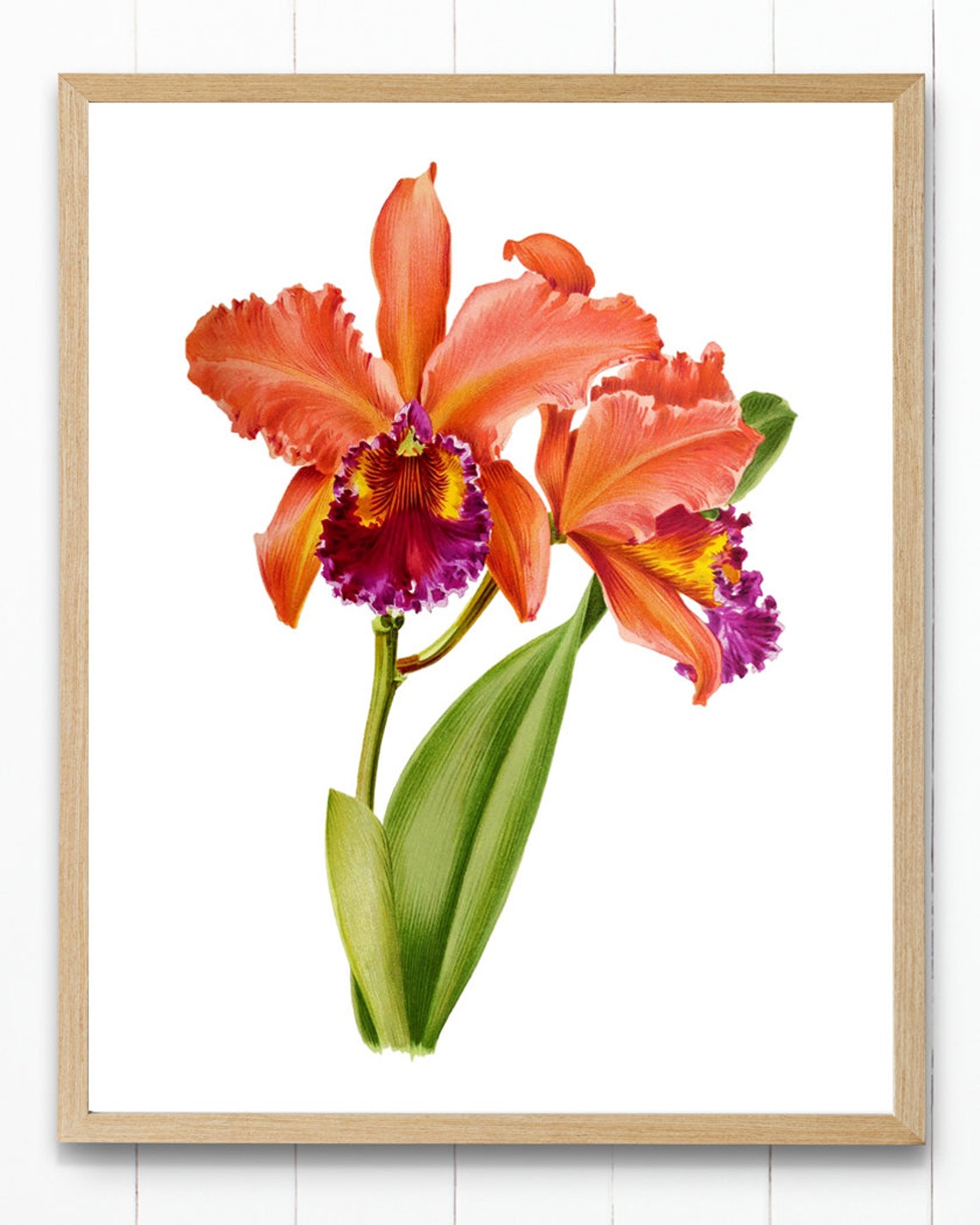 Orange Cattleya Orchid Bloom Vintage Botanical Illustration Poster - Image 4