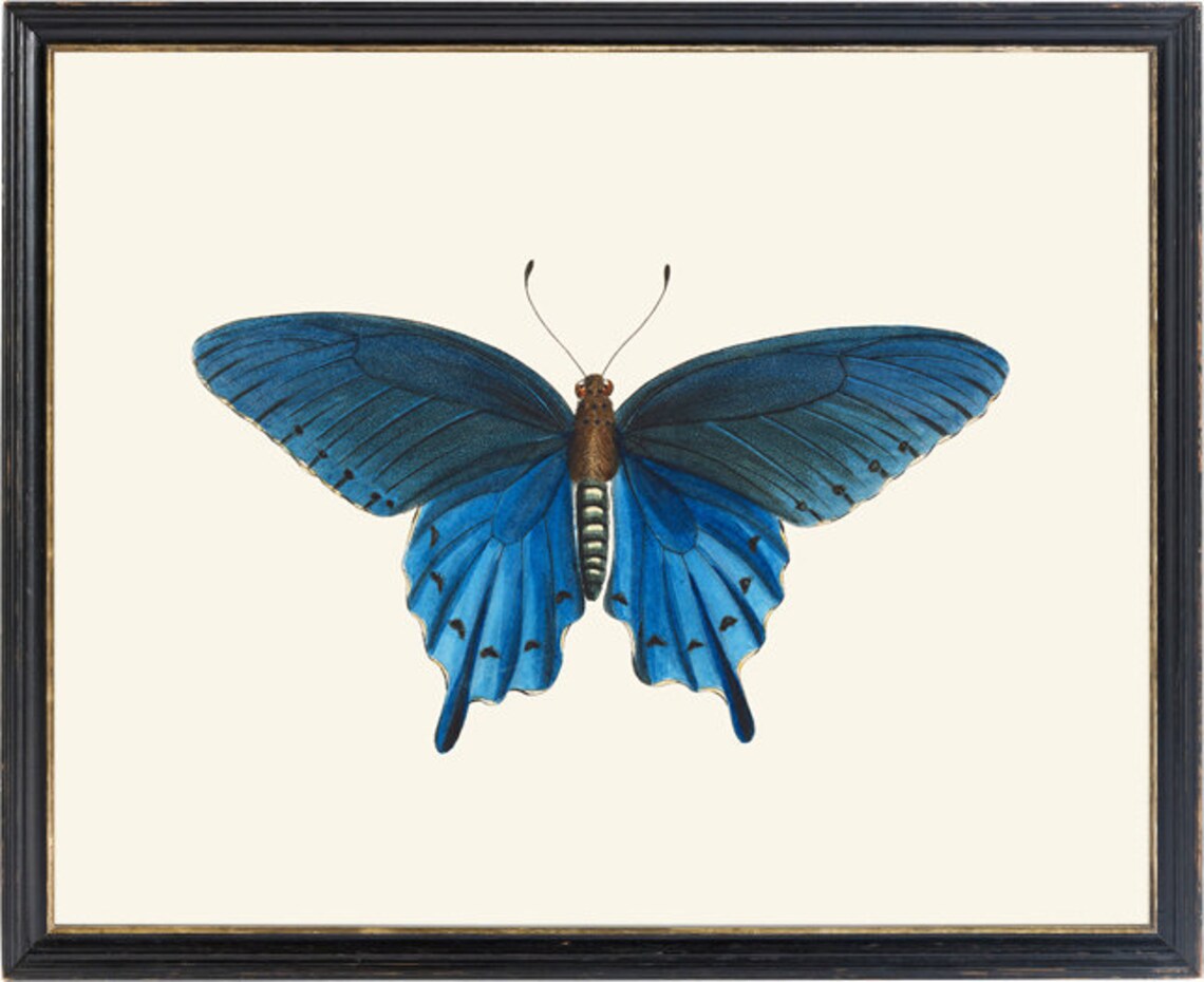 Blue Swallowtail Butterfly Vintage Insect Art Print - Image 2