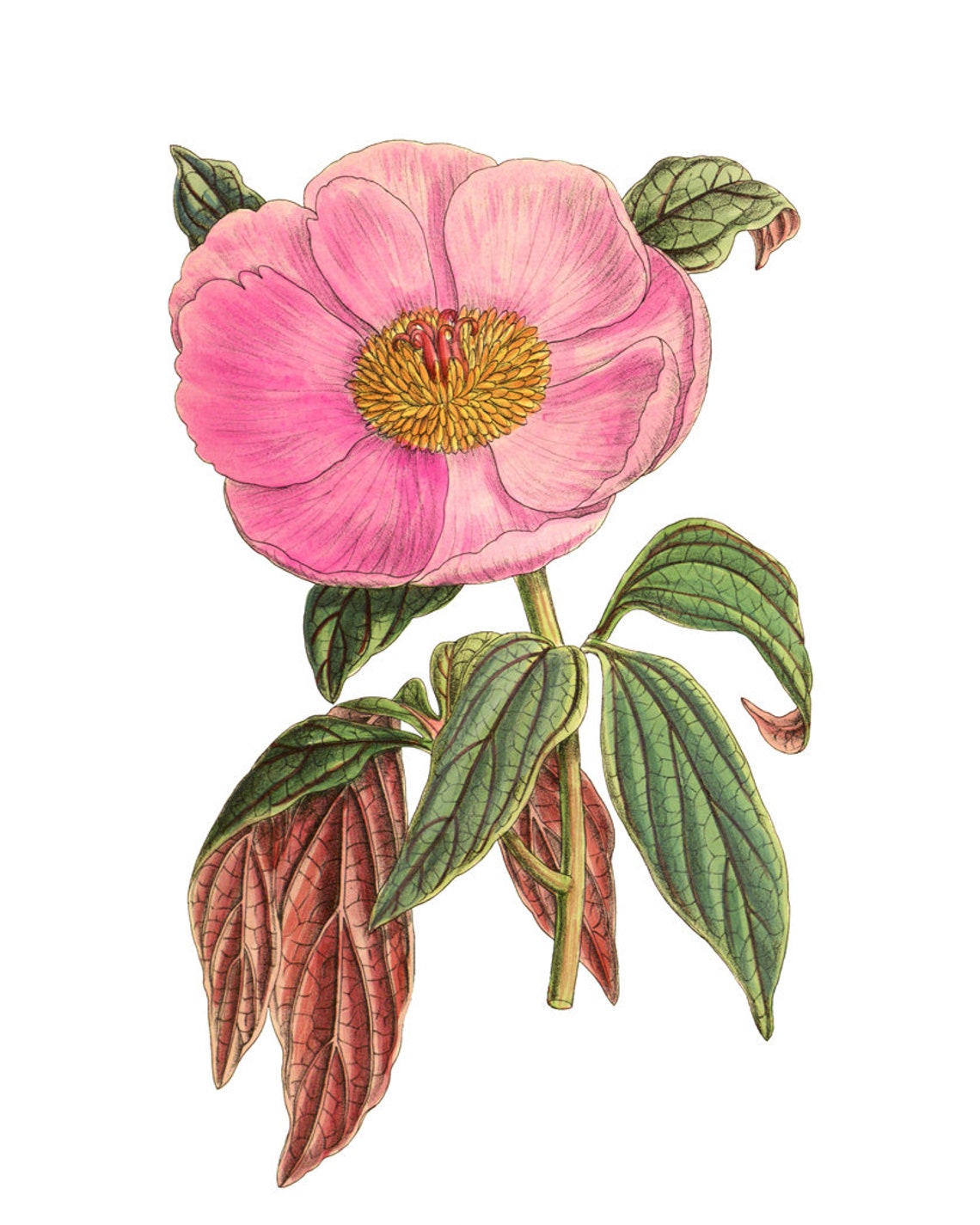 Pink Peony Bloom Vintage Botanical Flower Illustration Poster - Image 2