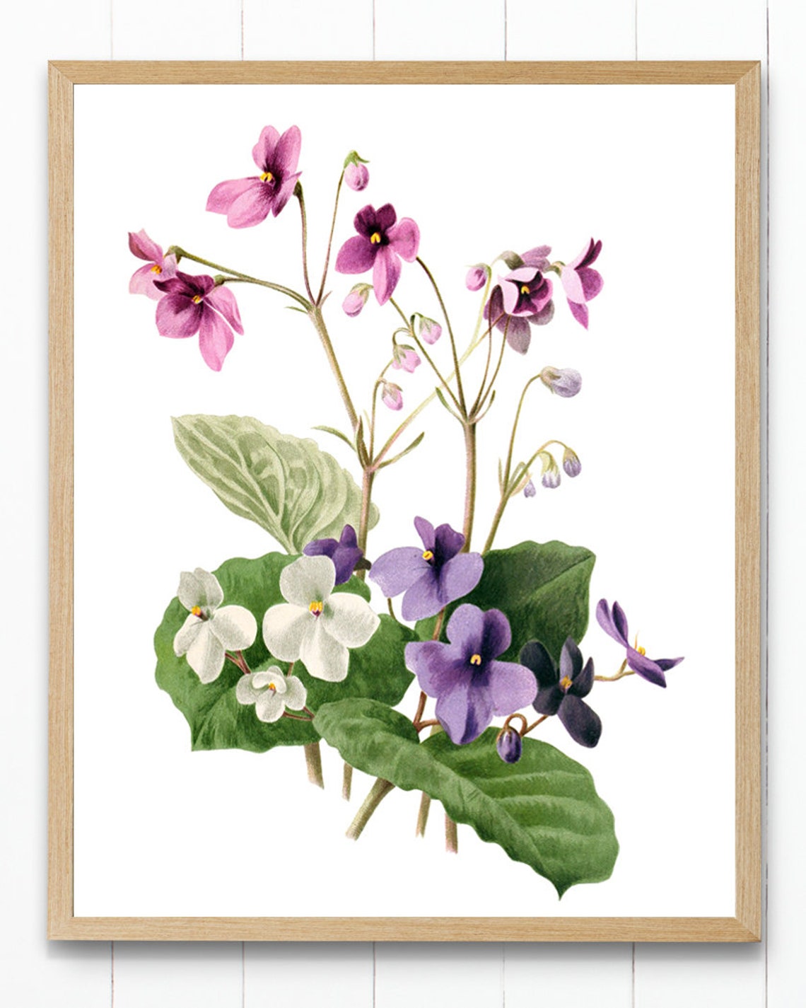 African Violets Purple White Vintage Botanical Flower Poster - Image 4