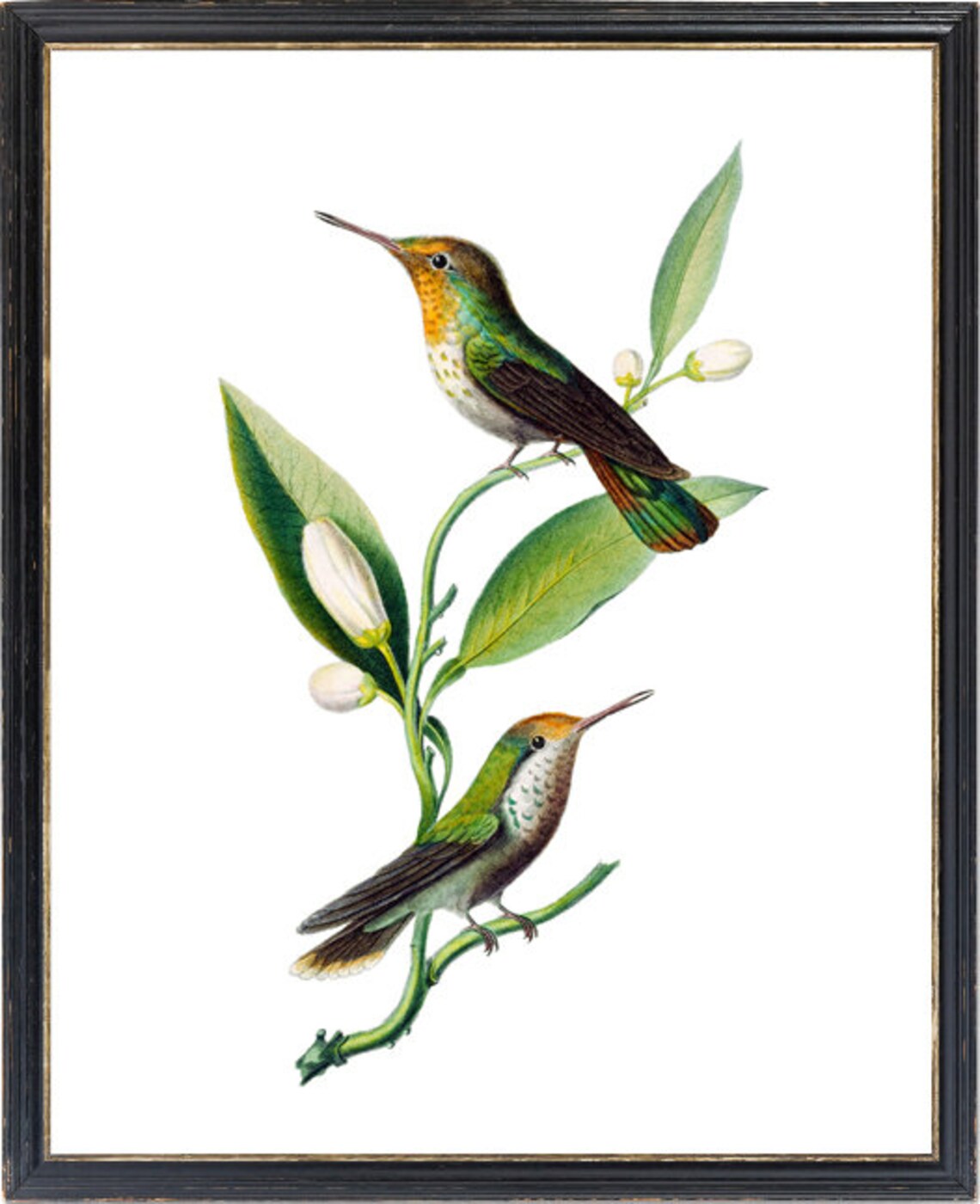 Vintage Hummingbird Botanical Art Print - Image 3