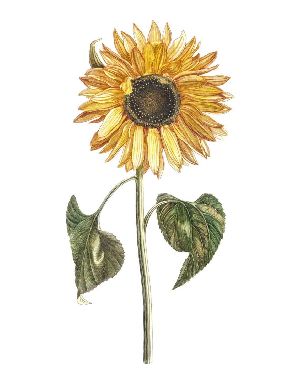 Vintage Sunflower Art Print, Autumn Botanical Illustration - Image 2