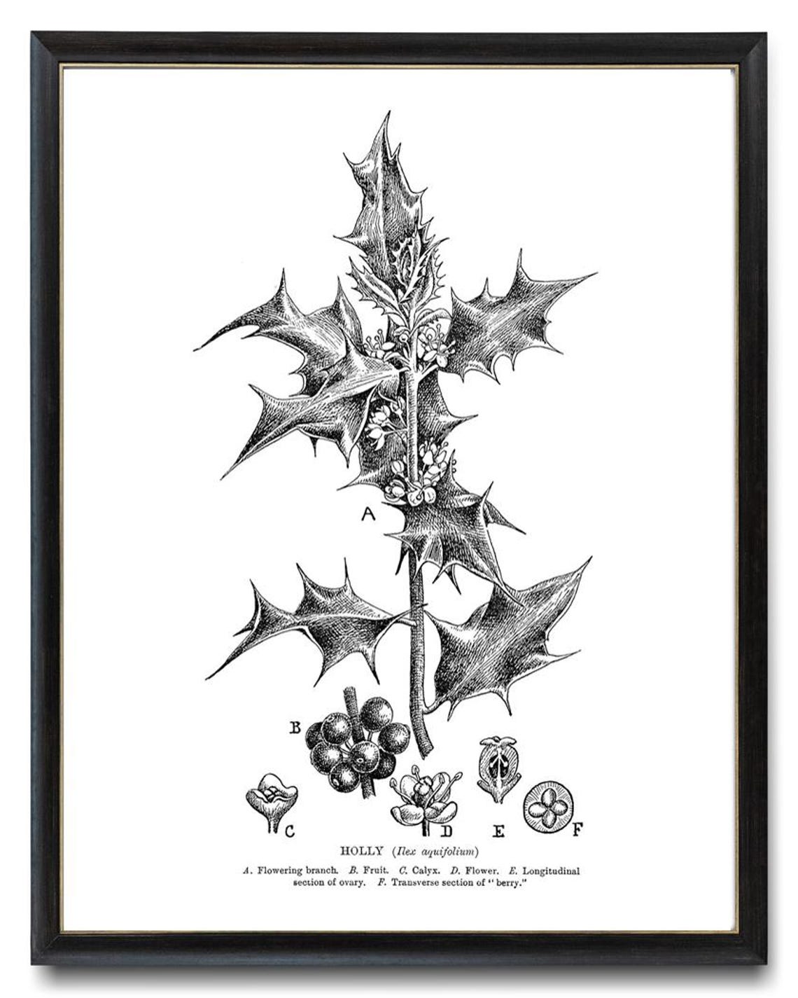 Holly Botanical Study Vintage Line Art Drawing Christmas Wall Art - Image 4
