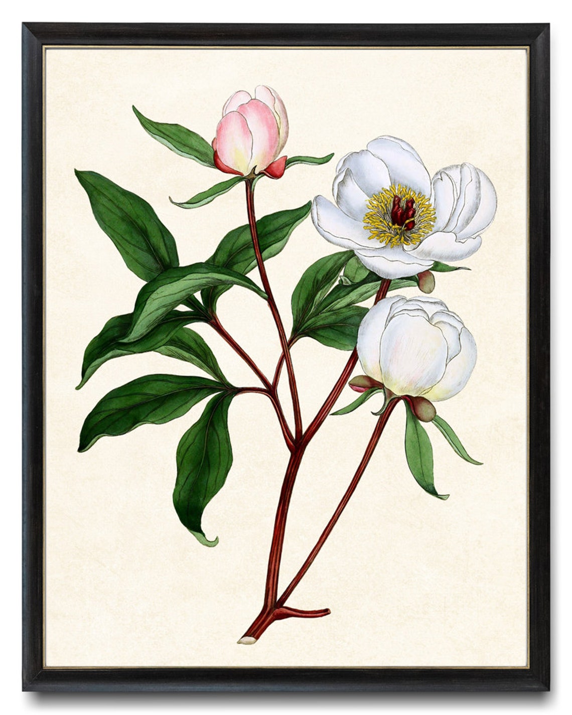 Vintage White Peony Botanical Illustration Flower Wall Poster