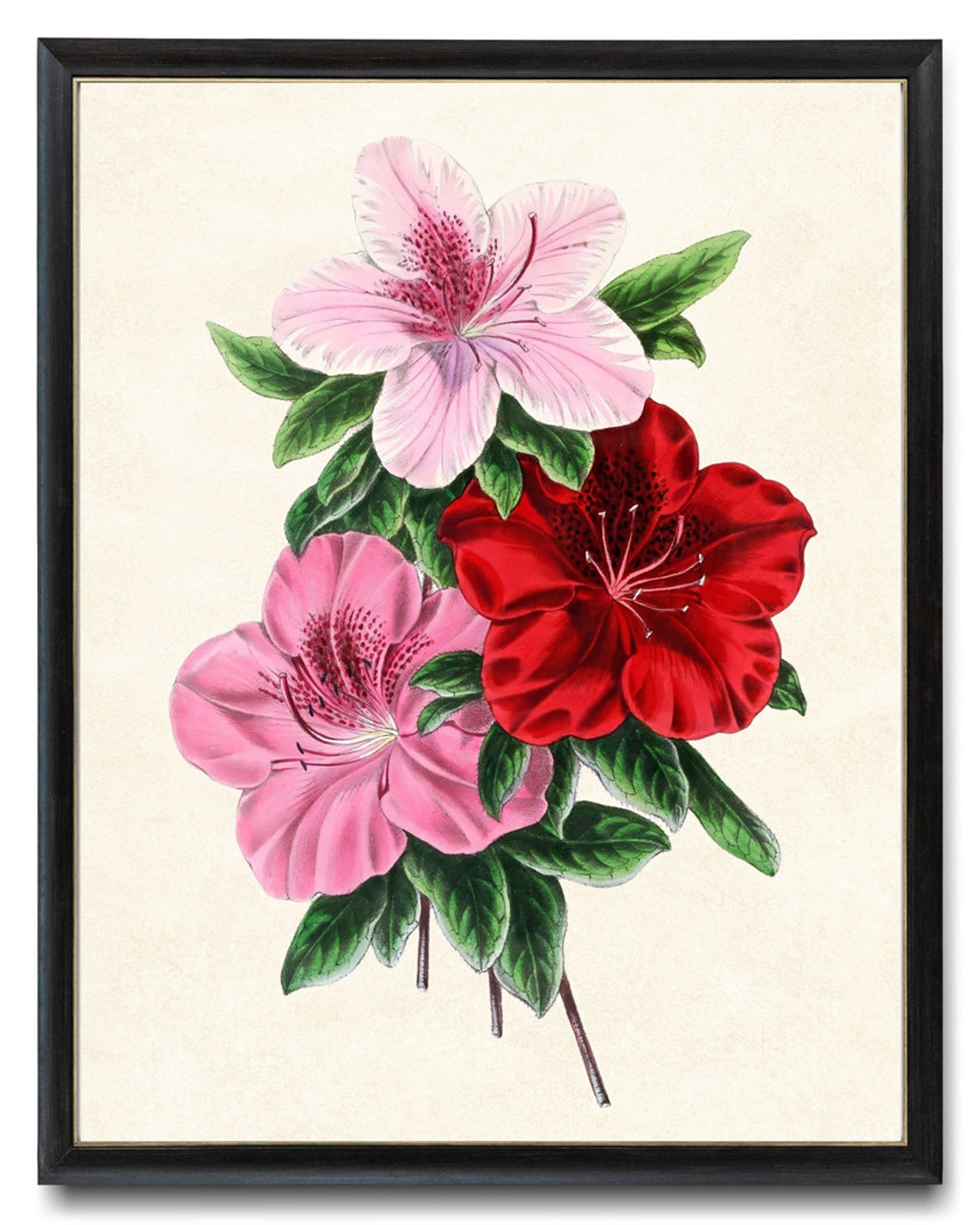 Vintage Pink Red Azalea Blossoms Botanical Illustration Poster