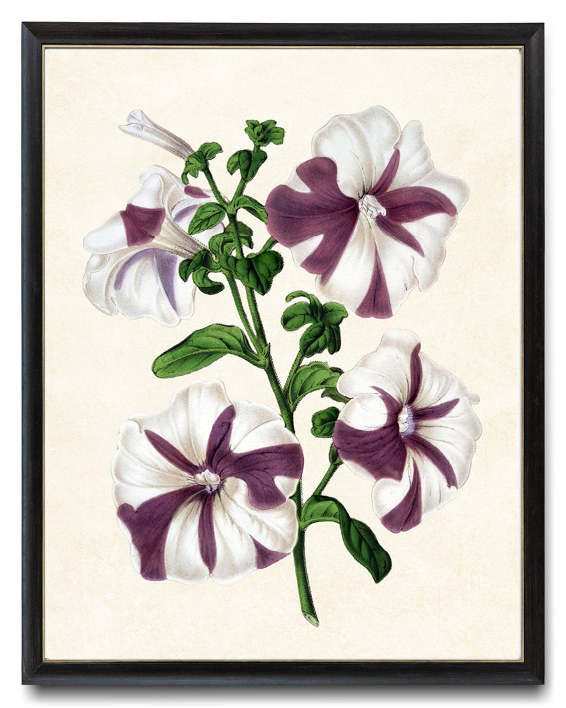 Purple Striped Petunia Blossom Vintage Floral Botanical Art Poster