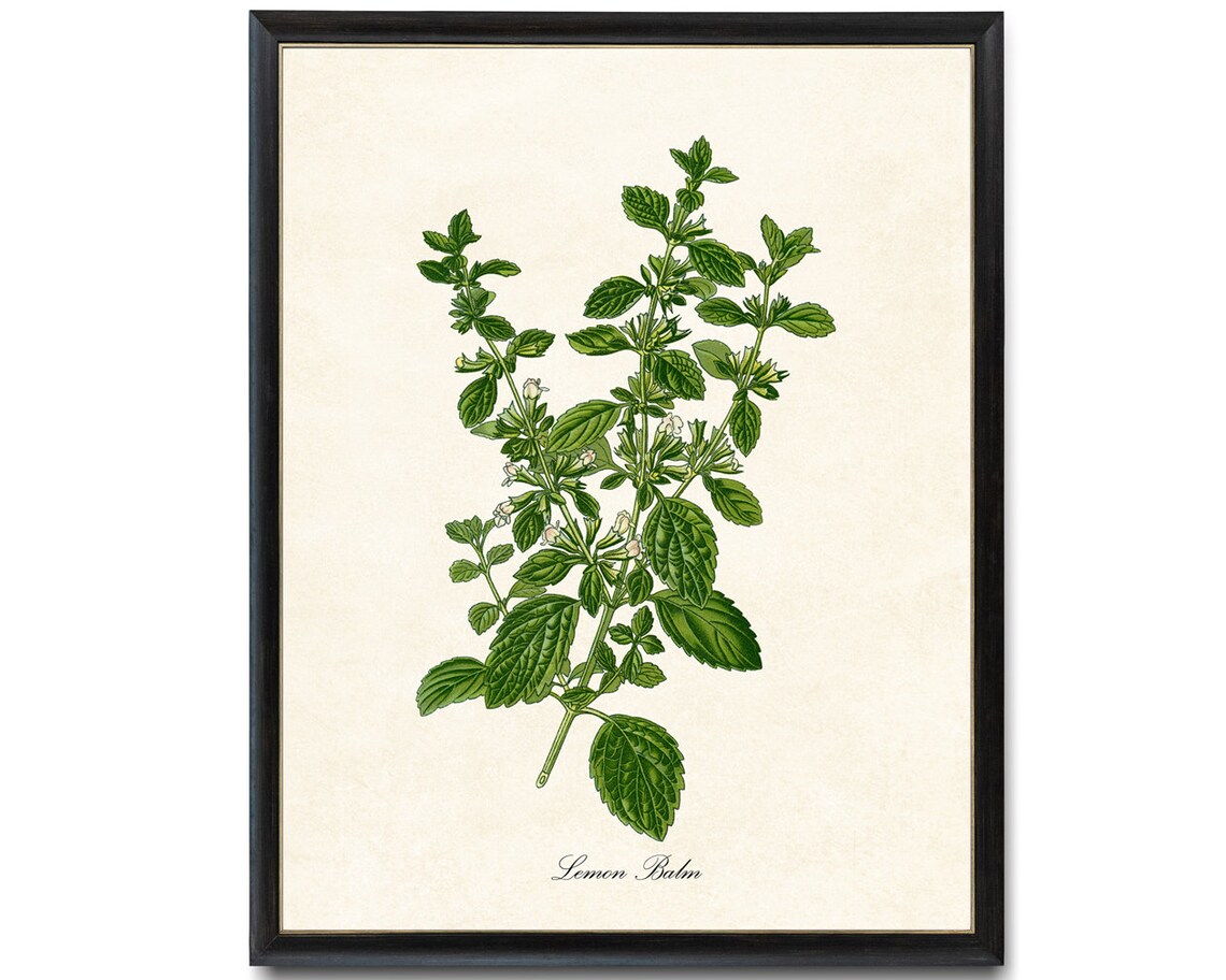 Lemon Balm Flowering Herb Vintage Botanical Art Print