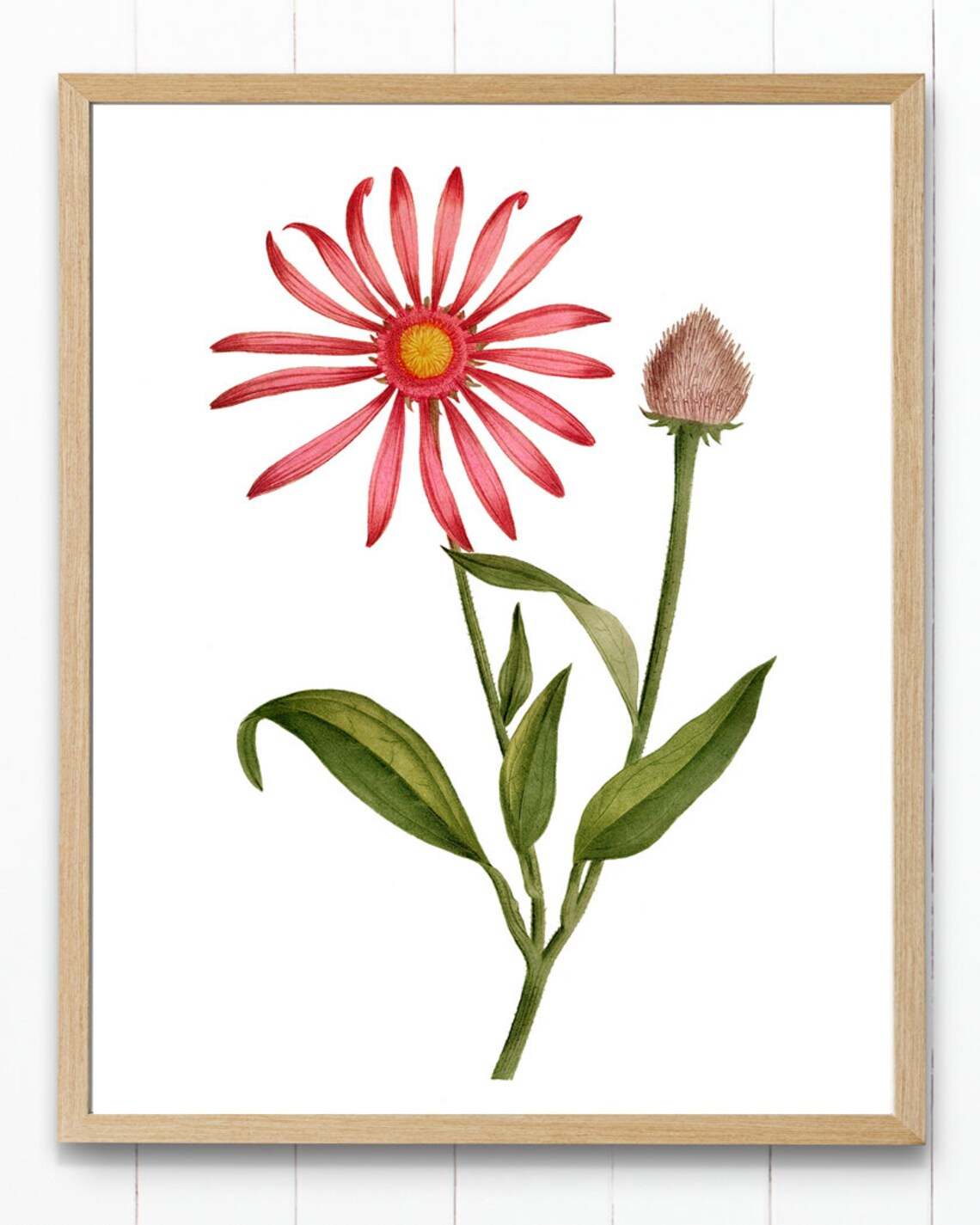 Pink Flower Vintage Illustration Rudbeckia Pourpre Art Print - Image 2