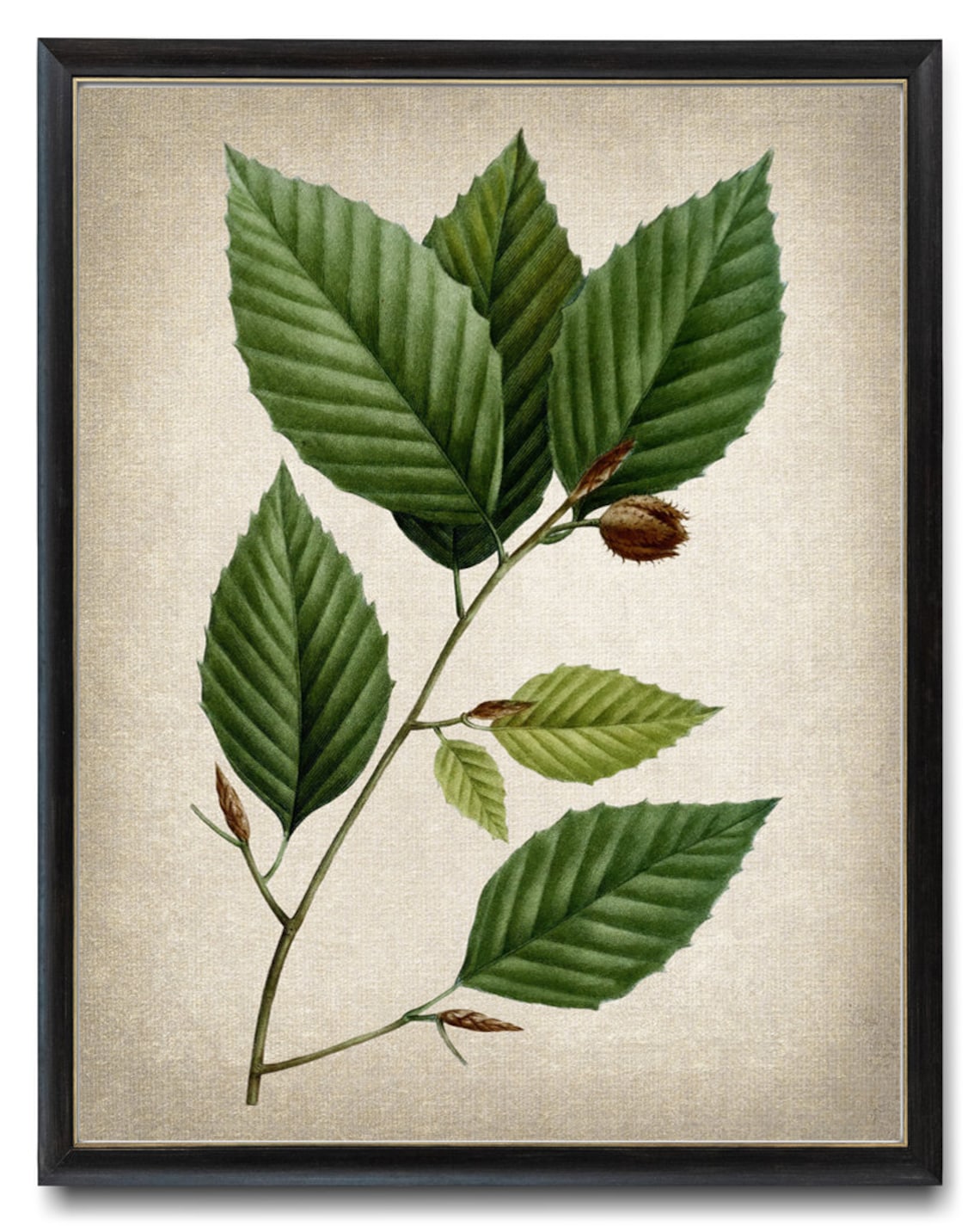 Botanical Print White Beech Tree Leaves, Vintage