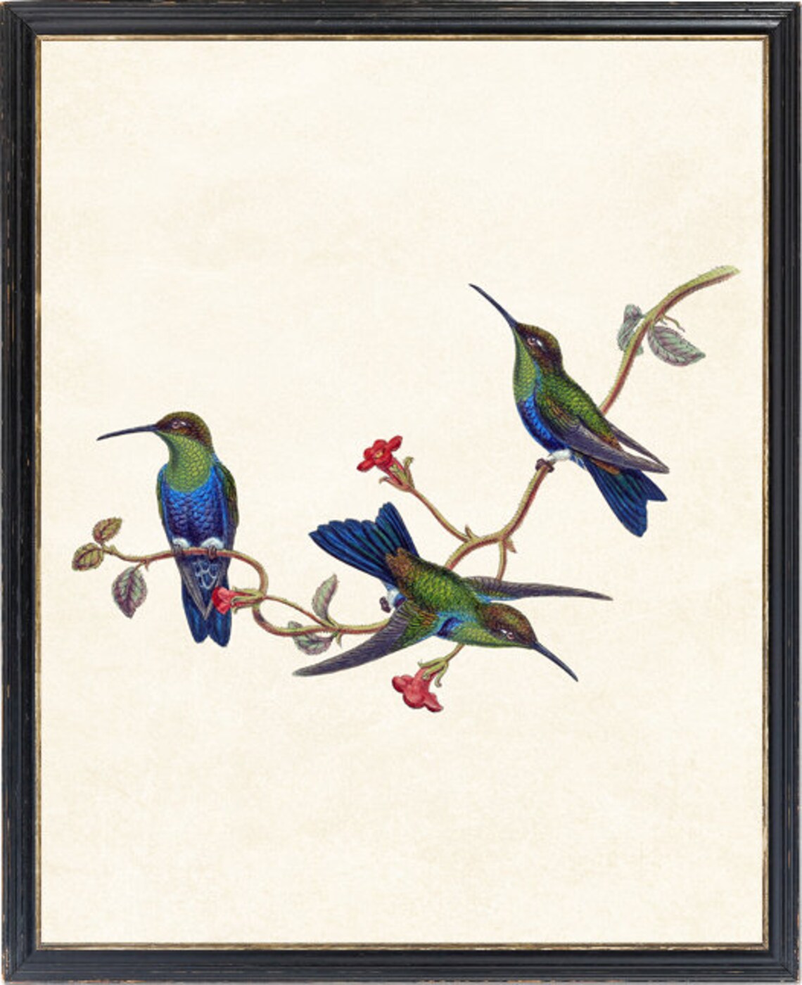Hummingbird Jelskis Wood Nymph Vintage Bird Art Print - Image 2
