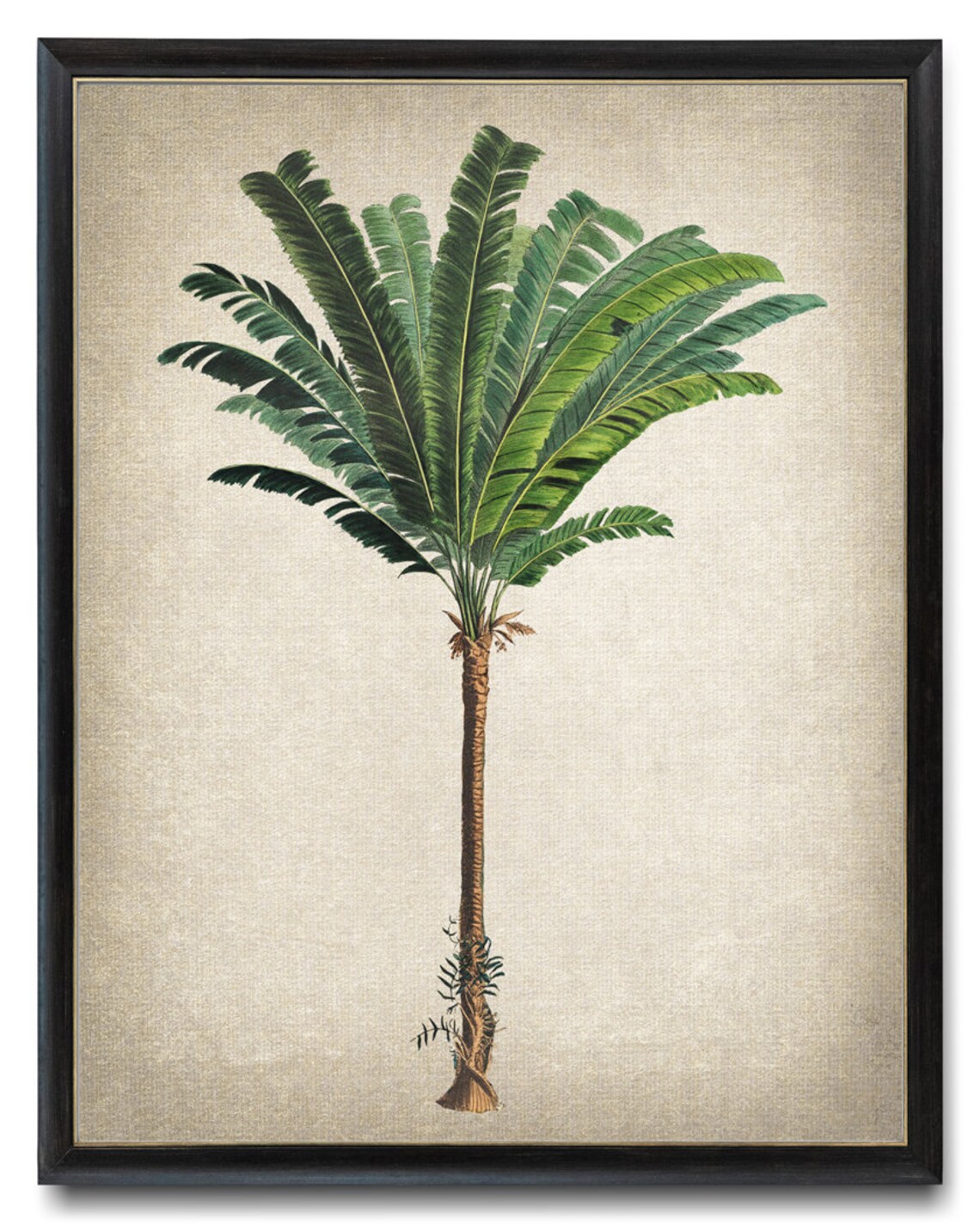 Troolie Palm Vintage Illustration, Botanical Art Print