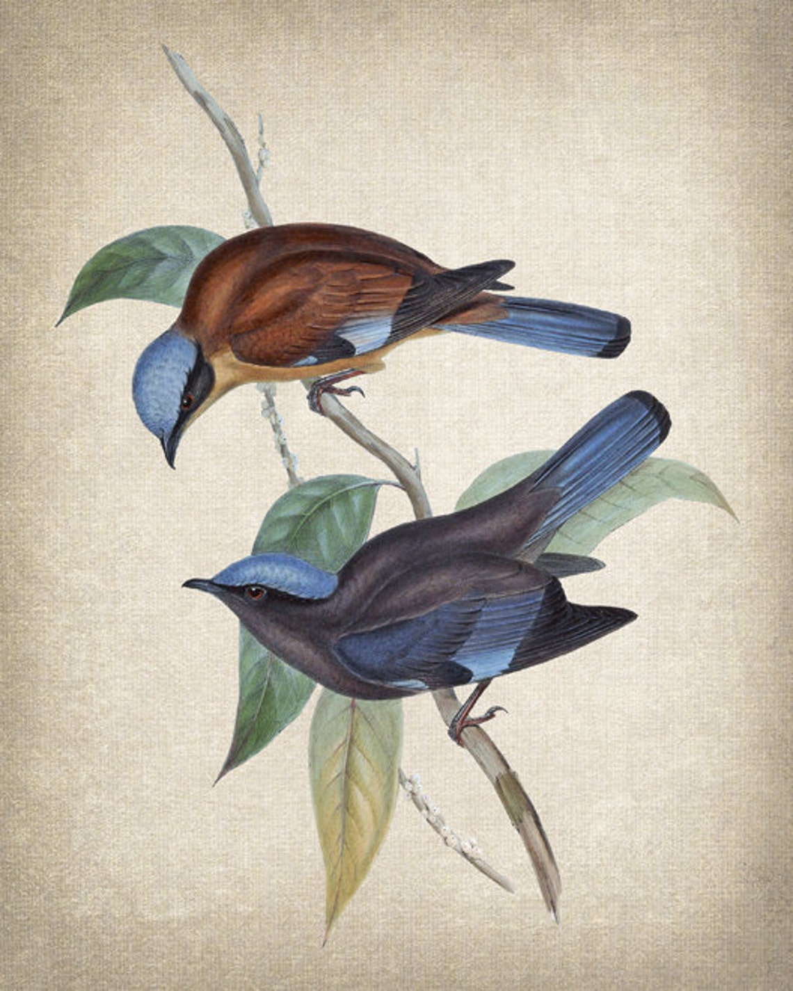 Purple Cochoa Songbird Pair Antique Nature Illustration Poster - Image 2